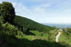 Paisaje cultural cafetero