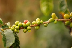 Paisaje cultural cafetero