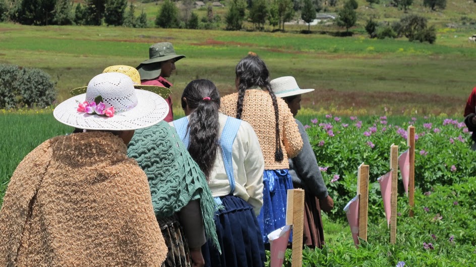 Evaluación participativa de las variedades de papa en Colomi. Crédito: Bioversity International/P. Bordoni